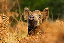 Wild boar (Sus scrofa) female in woodland undergrowth smelling air for scent of human, Forest of Dean, Gloucestershire, UK, March. Photographer quote: 'I am not sure if it was my lack of smelly shower...