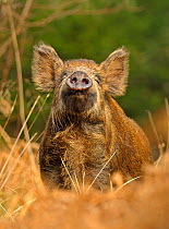 Wild boar (Sus scrofa) female in woodland undergrowth sniffing air for scent of human, Forest of Dean, Gloucestershire, UK, March, Highly commended, Animal Portraits, British Wildlife Photography Awar...