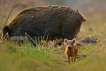 Wild boar (Sus scrofa) female in woodland with piglet, Forest of Dean, Gloucestershire, UK, March