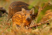 Wild boar (Sus scrofa) inquisitive piglet, Forest of Dean, Gloucestershire, UK, March