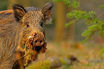 Wild boar (Sus scrofa) female in woodland with vegetation on snout, Forest of Dean, Gloucestershire, UK, March
