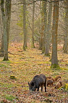 Wild boar (Sus scrofa) female with piglets in woodland, Forest of Dean, Gloucestershire, UK, March 2011