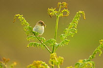 Willow warbler (Phylloscopus trochilus) perched on fern with caterpillar prey in beak, Murlough Nature Reserve, County Down, Northern Ireland, UK, June