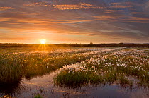Ballynahone Bog at dawn with flowering cotton grass, County Londonderry, Northern Ireland, UK, June 2011. Did you know? Peatlands have been badly damaged across the UK but many organisations are worki...