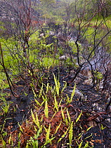 Fire-damaged landscape with new fern growth, near Lochinver, Highland, Scotland, UK, June 2011