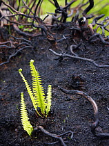 Fire-damaged landscape with new fern growth, near Lochinver, Highland, Scotland, UK, June 2011