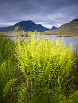 Ferns and rushes beside loch, Knockan Crag and Stac pollaidh in the background, Assynt mountains, Highland, Scotland, UK, June 2011