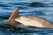 Bottlenose dolphin (Tursiops truncatus) mother and calf breaking surface, Moray Firth, Scotland, UK, June 2011. Did you know? Dolphins can swim to the surface to breathe even when sleeping, as they ca...