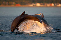 Social group of Bottlenose dolphin (Tursiops truncatus) playing and breaching in evening light, Moray Firth, Scotland, UK, June 2011, sequence 1/4