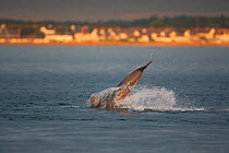 Bottlenose dolphin (Tursiops truncatus) playing at dusk, Moray Firth, Inverness-shire, Scotland, UK, June 2011