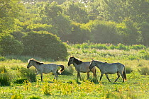 Konik horse (Equus caballus) wild herd in rewilding project, Wicken Fen, Cambridgeshire, UK, June 2011
