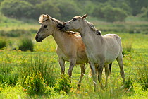 Konik horse (Equus caballus) mutual grooming, wild herd in rewilding project, Wicken Fen, Cambridgeshire, UK, June 2011