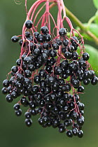 Elderberries (Sambucus) ripening on tree. Dorset, UK, September.