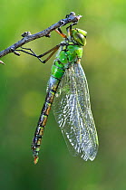 Freshly emerged Emperor dragonfly (Anax imperator). Dorset, UK, May.