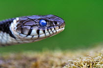 Close-up of head of Grass Snake (Natrix natrix) showing clouded eye prior to sloughing skin. Dorset, UK, May.