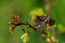 Grizzled Skipper butterfly (Pyrgus malvae) at rest on Hawthorn. Dorset, UK, May.