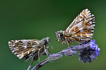 Grizzled Skippers butterflies (Pyrgus malvae) at rest on Forget-me-not flower. Dorset, UK, May.