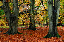 Beech (Nothofagus / Fagus) trees in Savernake Forest, Wiltshire, UK, November.
