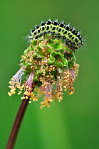 Six-spot Burnet Moth (Zygaena filipendulae) caterpillar on salad burnet (Poterium sanguisorba) flower. Dorset, UK, May.