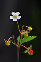 Flower and fruit of Wild Strawberry (Fragaria vesca). Dorset, UK, May.
