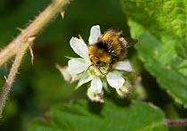 Early Bumblebee (Bombus pratorum) on blackberry flower. Sussex, UK, May.