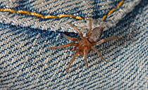 Mouse Spider (Scotophaeus / Herpyllus blackwalli) on denim. Sussex, UK, September.
