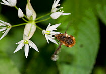 Beefly (Bombylius) at Ramsons / Wild Garlic. Sussex, UK, April.