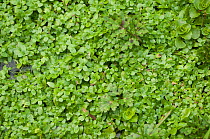 Water-starwort (Callitriche) pondweed. Sussex, UK, March.