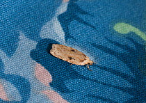 Clothes Moth / Brown House Moth (Hofmannophila pseudospretella) on cloth upholstery. Sussex, UK, December.