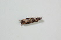 Clothes Moth / Brown House Moth? (Hofmannophila pseudospretella?) on upholstery. Sussex, UK, December.