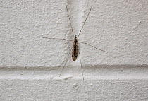 Cranefly (Ctenophora pectinicornis) resting on white brick wall. Sussex, UK, March.