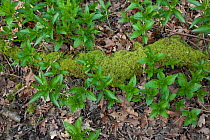 Dog's Mercury (Mercurialis perennis) growing around mossy log. Sussex, UK, March.