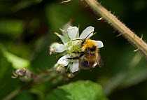 Early Bumblebee (Bombus pratorum) visiting blackberry flower. Sussex, UK, May.
