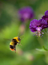 Early Bumblebee (Bombus pratorum) visiting Geranium flower. Sussex, UK, May.