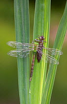 Emperor Dragonfly (Anax imperator) drying its wings after emerging from its larval carapace. Sussex, UK, May.