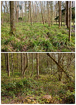 The upper image is the result of Fallow Deer (Dama dama) damage to unprotected woodland - all that remains of the ground flora is a monoculture of Pendulous Sedge.  The lower image is the same woodlan...
