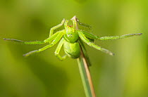 Green / Meadow Spider (Micrommata viriscens). Sussex, UK, May.