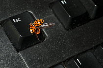 Harlequin Ladybird (Harmonia axyridis succinea) on the escape key of a computer keyboard. UK, January.
