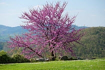 Judas Tree / Redbud (Cercis siliquastrum) flowering. Umbria, Italy, April.