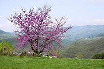 Judas Tree / Redbud (Cercis siliquastrum) in flower. Umbria, Italy, April.