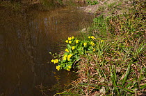 Kingcup / Marsh Marigold (Caltha palustris) by water. Sussex, UK, April.