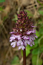 Lady Orchid (Orchis purpurea) in flower. Umbria, Italy, April.