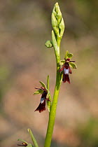 Fly Orchid (Ophrys insectifera) with fly-mimicking flowers to attract pollinating insects. Umbria, Italy, April.