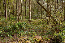 Rookery Wood, Holly Farm, Ardingly. This is protected by a deer fence allowing a rich flora to flourish - compare with unprotected area a few yards away. Sussex, UK, April.
