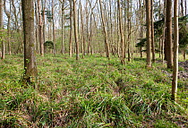 Rookery Wood, Holly Farm, Ardingly. This area is not protected by a deer fence, and a monoculture of Pendulous Sedge dominates. compare with protected area a few yards away. Sussex, UK, April.
