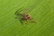 Running / House Crab Spider (Philodromus dispar) on leaf. Sussex, UK, December.