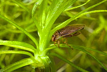 Saucer Bug (Ilyocoris cimicoides). Sussex, UK, March.
