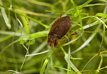 Saucer Bug (Ilyocoris cimicoides). Sussex, UK, March.
