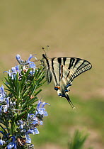 Scarce Swallowtail Butterfly (Papilio / Iphiclides podalirius) on flowers. Umbria, Italy, April.