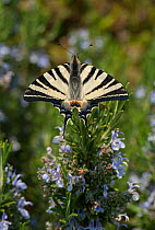 Scarce Swallowtail Butterfly (Papilio / Iphiclides podalirius) on flowers. Umbria, Italy, April.